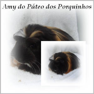 amypplegendada.jpg