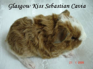 glasgowkisssebastiancaviareducedlegendada.jpg